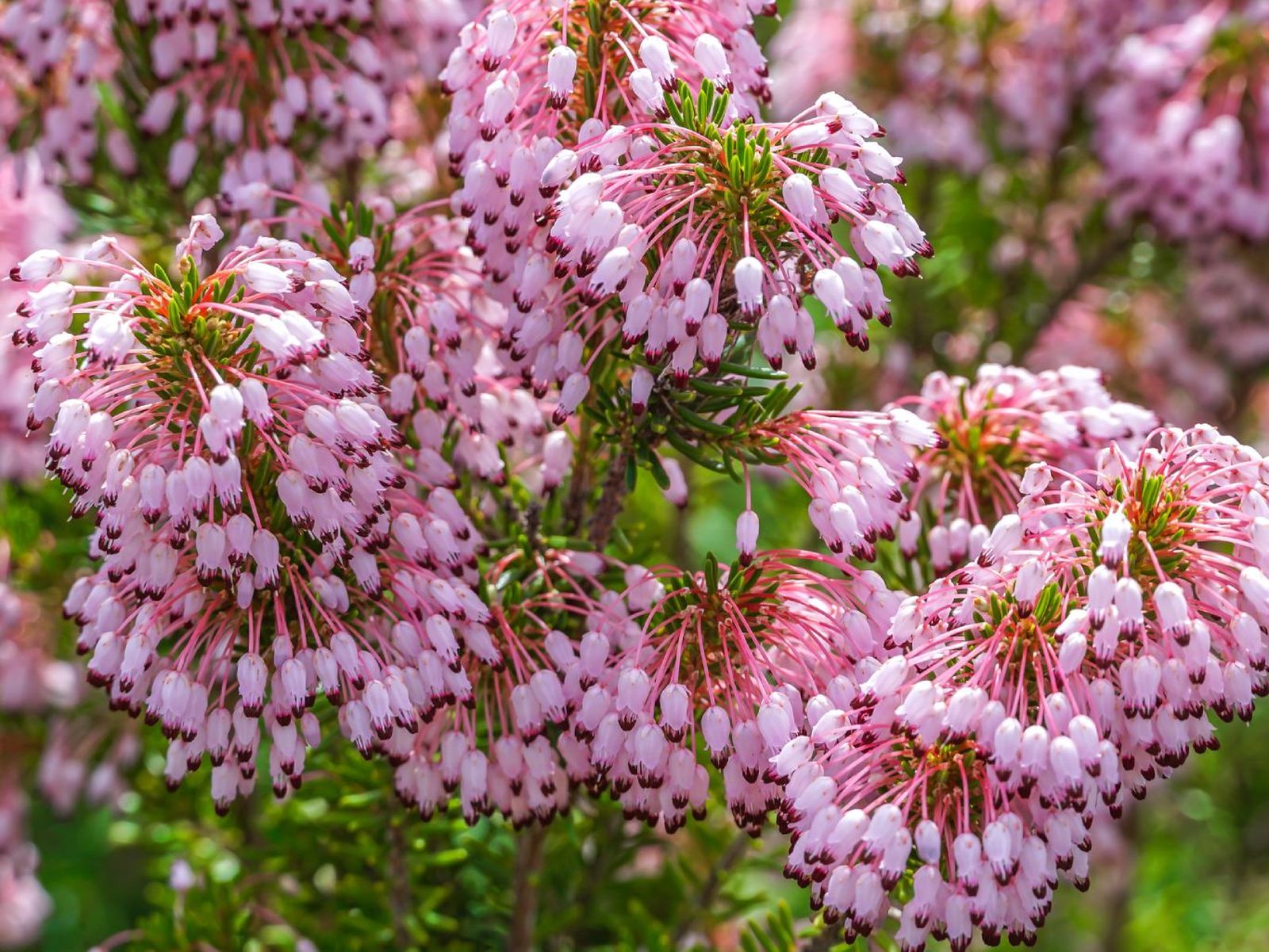 Erica multiflora o brezo de invierno.