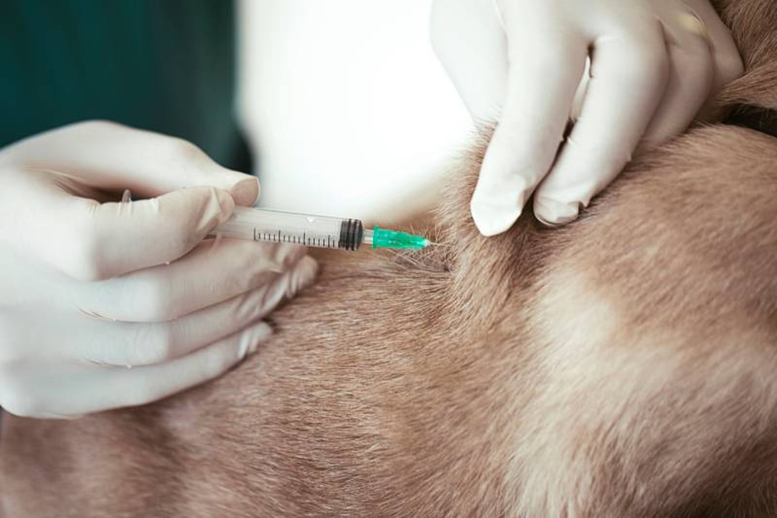Para algunos gatos el proceso de vacunación puede ser estresante.