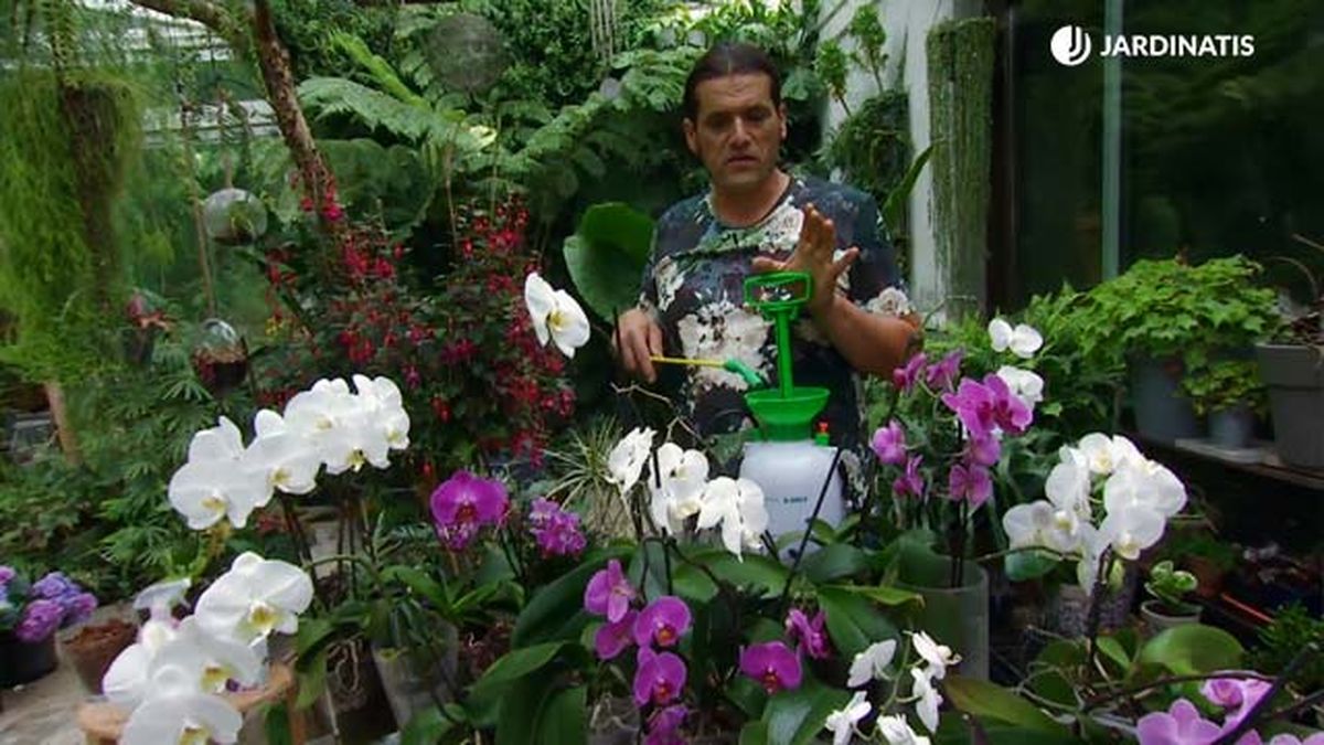 pulverizar orquideas phalaenopsis deco 661 jardinatis