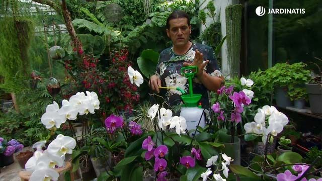 pulverizar orquideas phalaenopsis deco 661 jardinatis