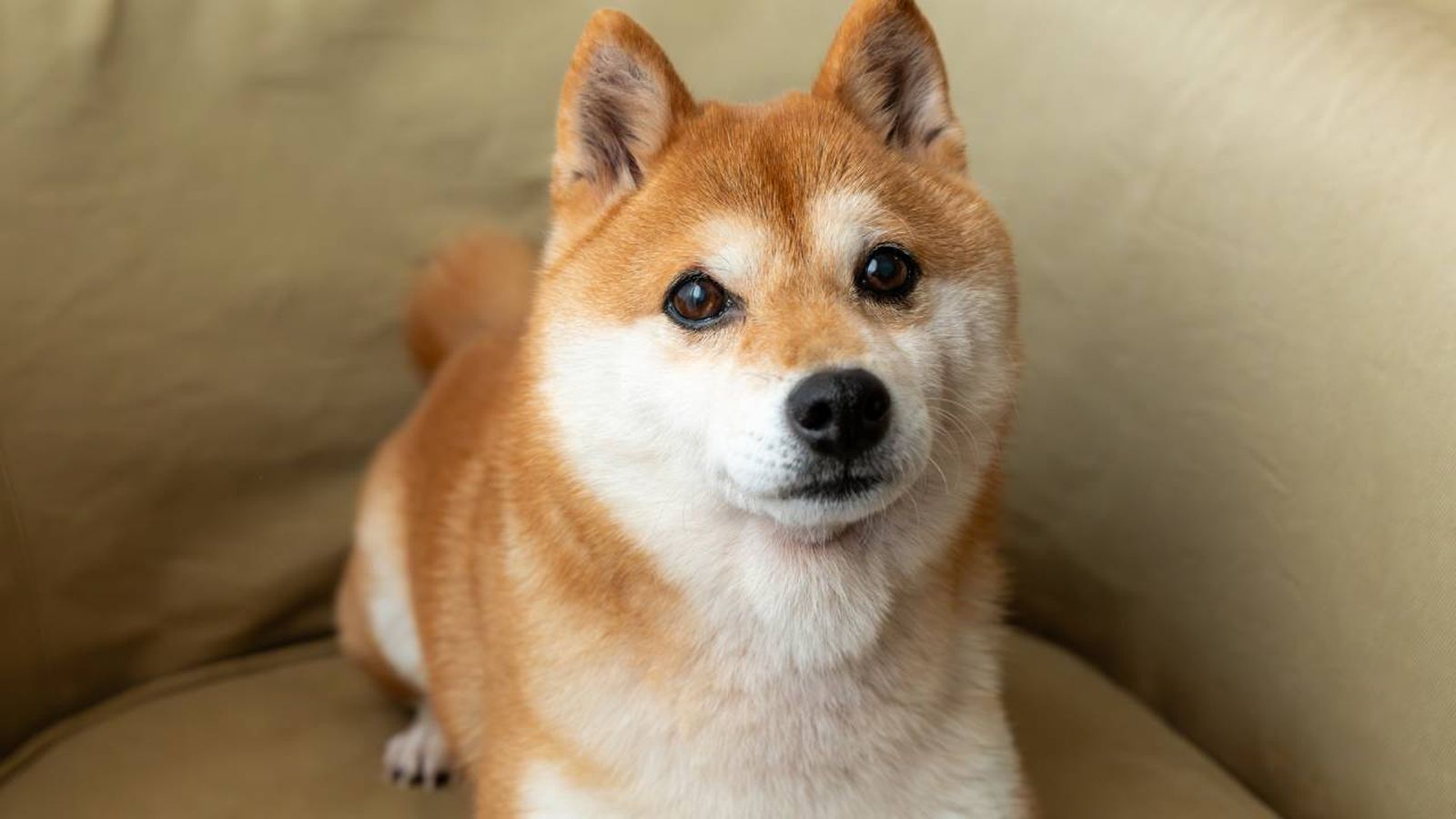 El Shiba Inu es un perro de origen japonés