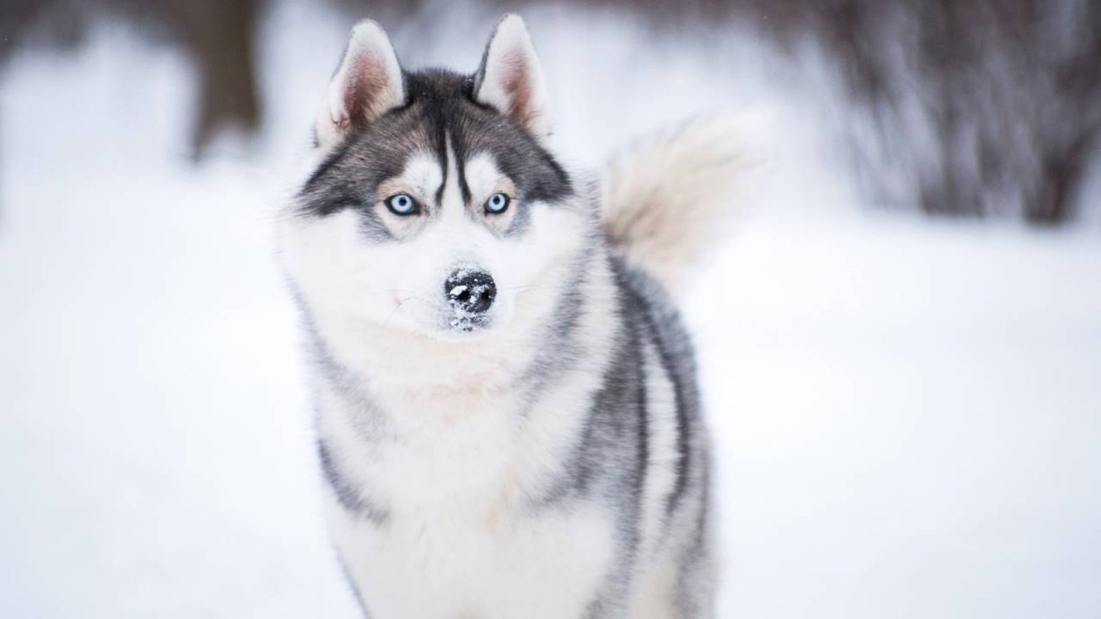 La raza de perro Husky Siberiano es conocida en todo el mundo