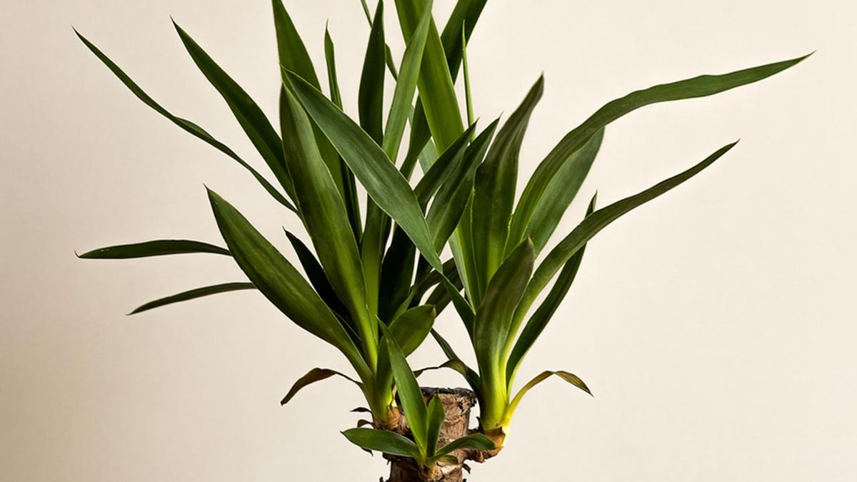 yuca planta hall poca luz xl