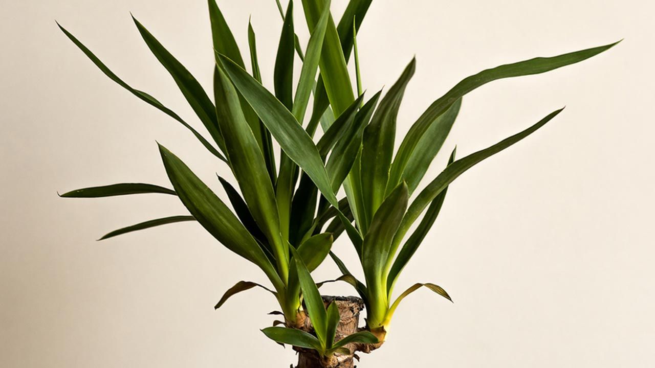 yuca planta hall poca luz xl