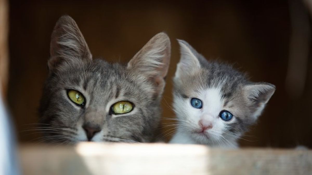 cuidados de los ojos de un gato 3