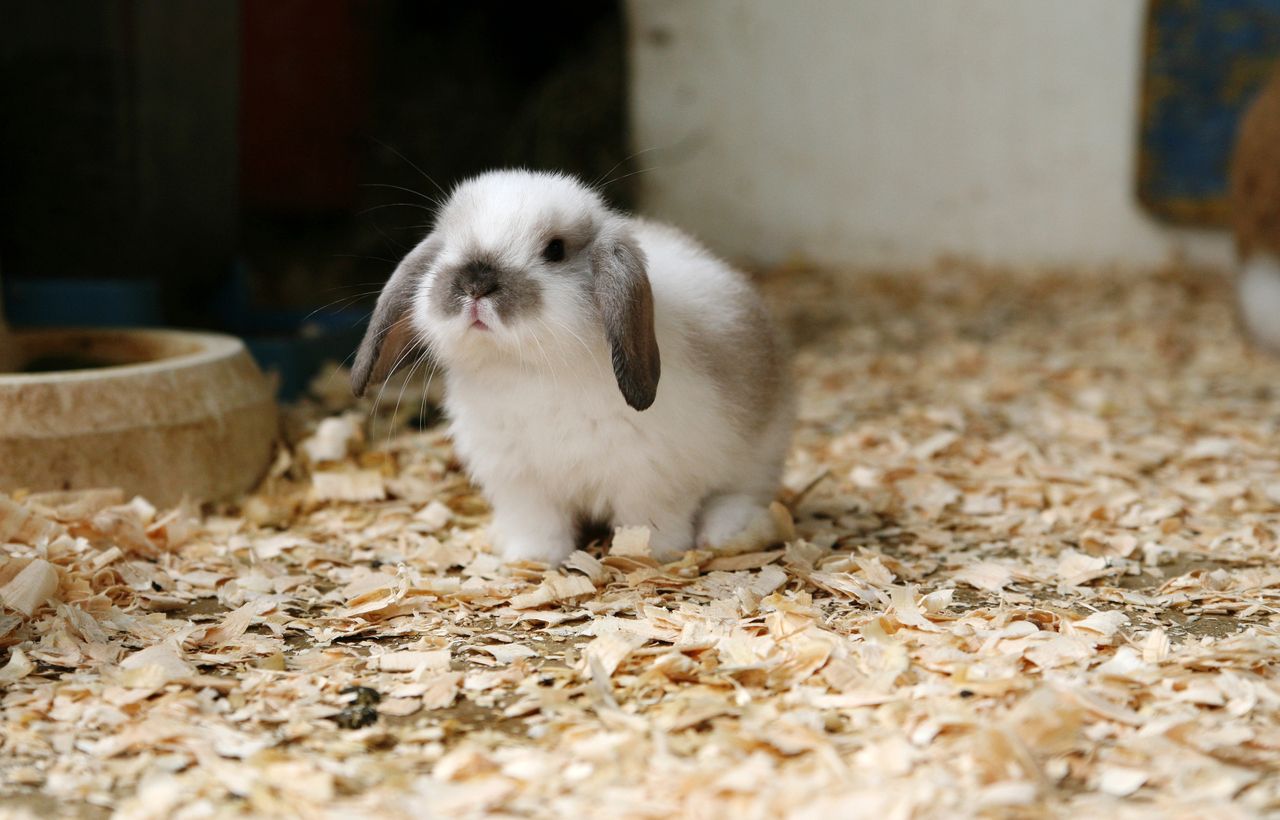 mini conejo