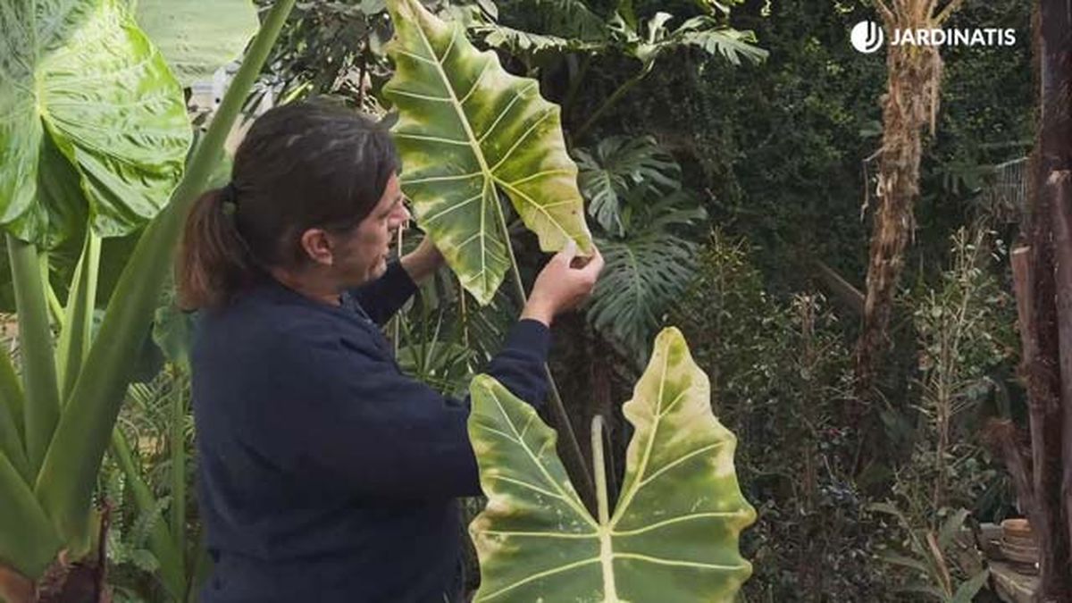 orejas de elefante con arana roja jardinatis