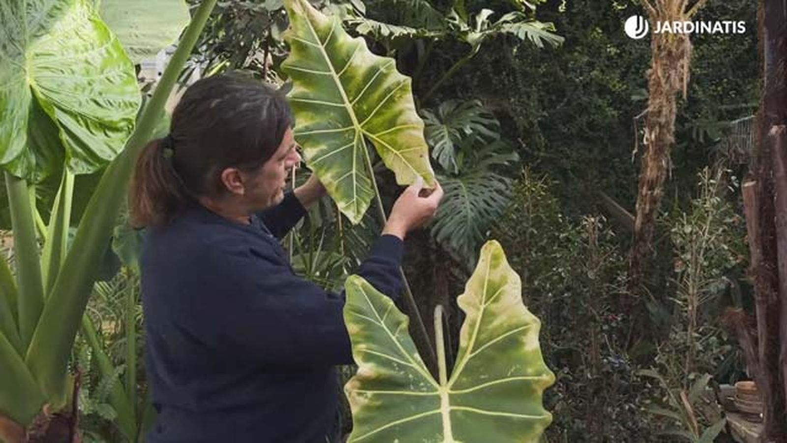orejas de elefante con arana roja jardinatis