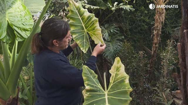 orejas de elefante con arana roja jardinatis