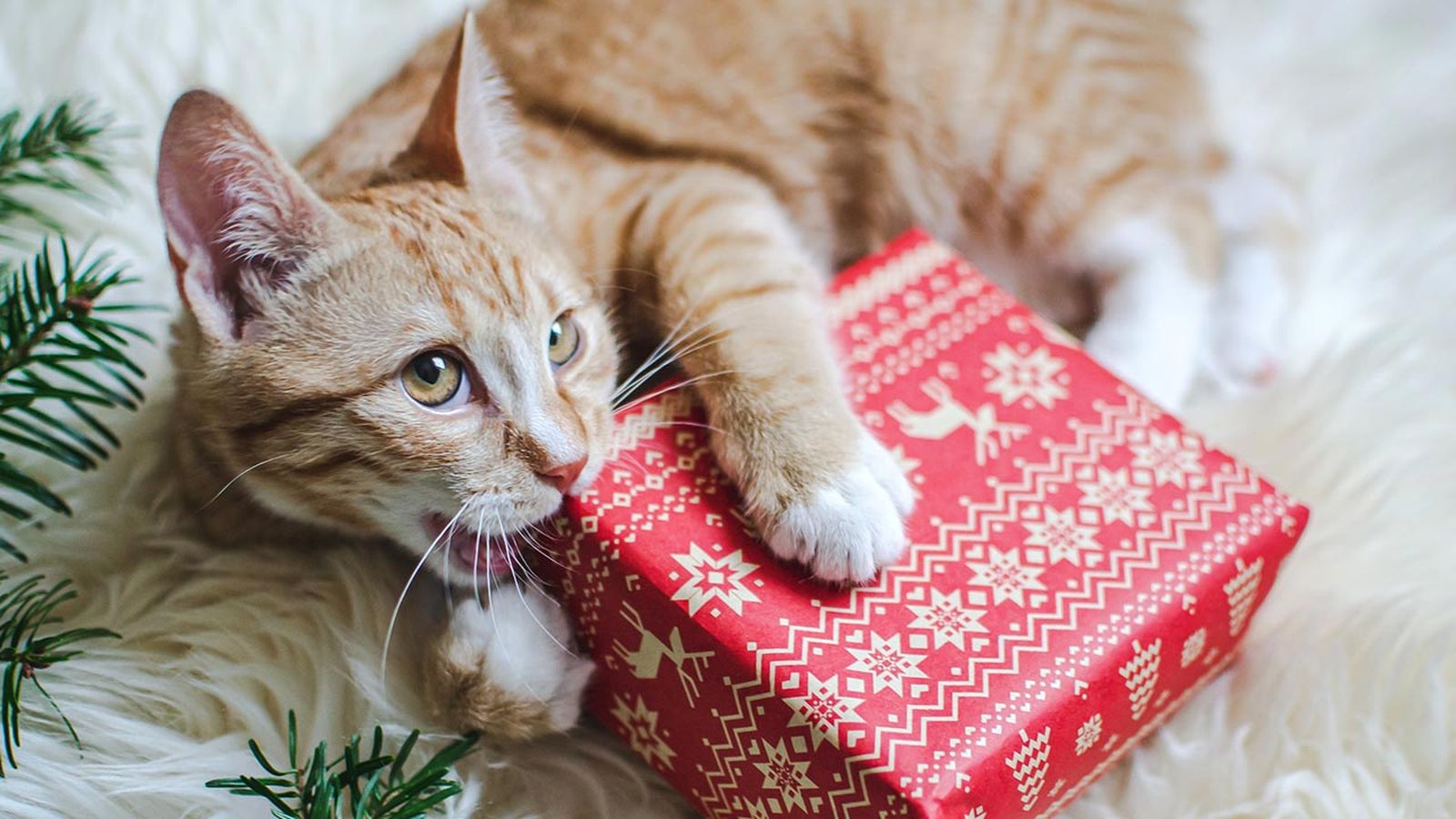 Ideas para que conozcas qué regalarle a tu gato en Navidad.