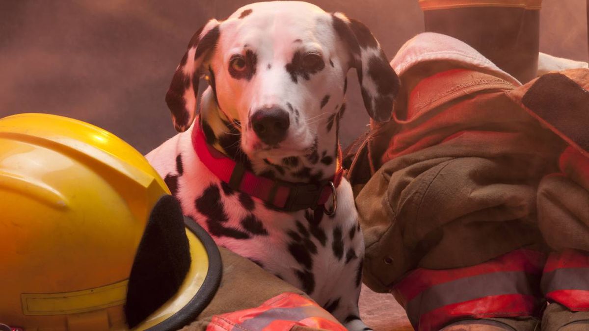 salvar mascota incendio xl