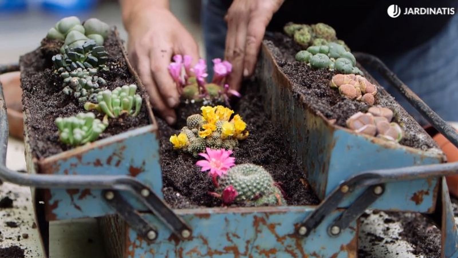 Lithops junto a otras suculentas en una caja de herramientas