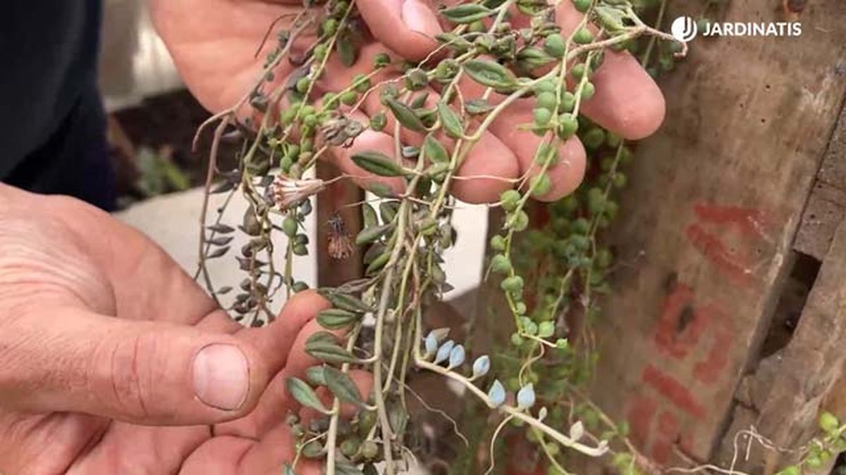 como saber si un senecio necesita mas agua jardinatis