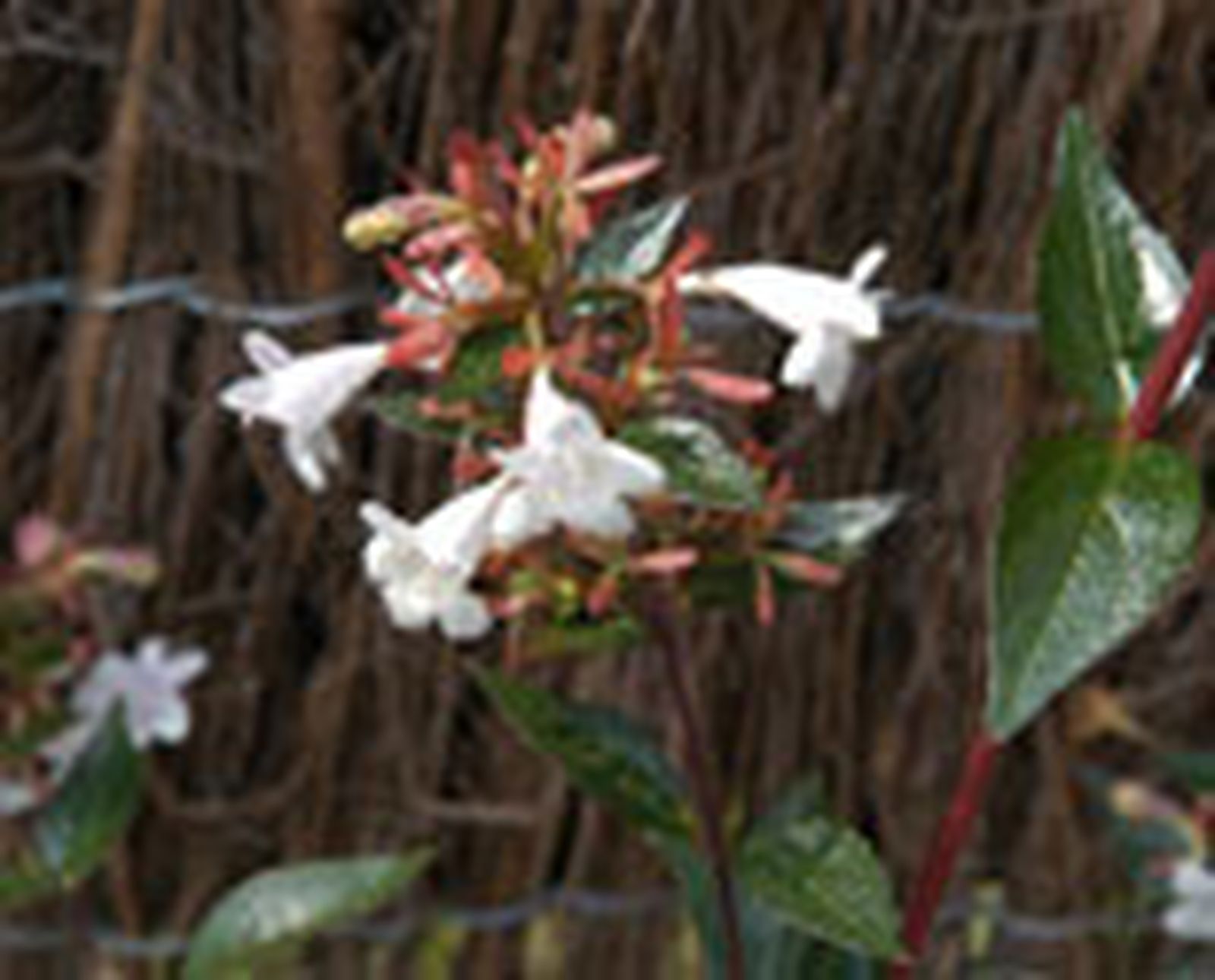 plant seto abelias p05