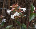 plant seto abelias p05