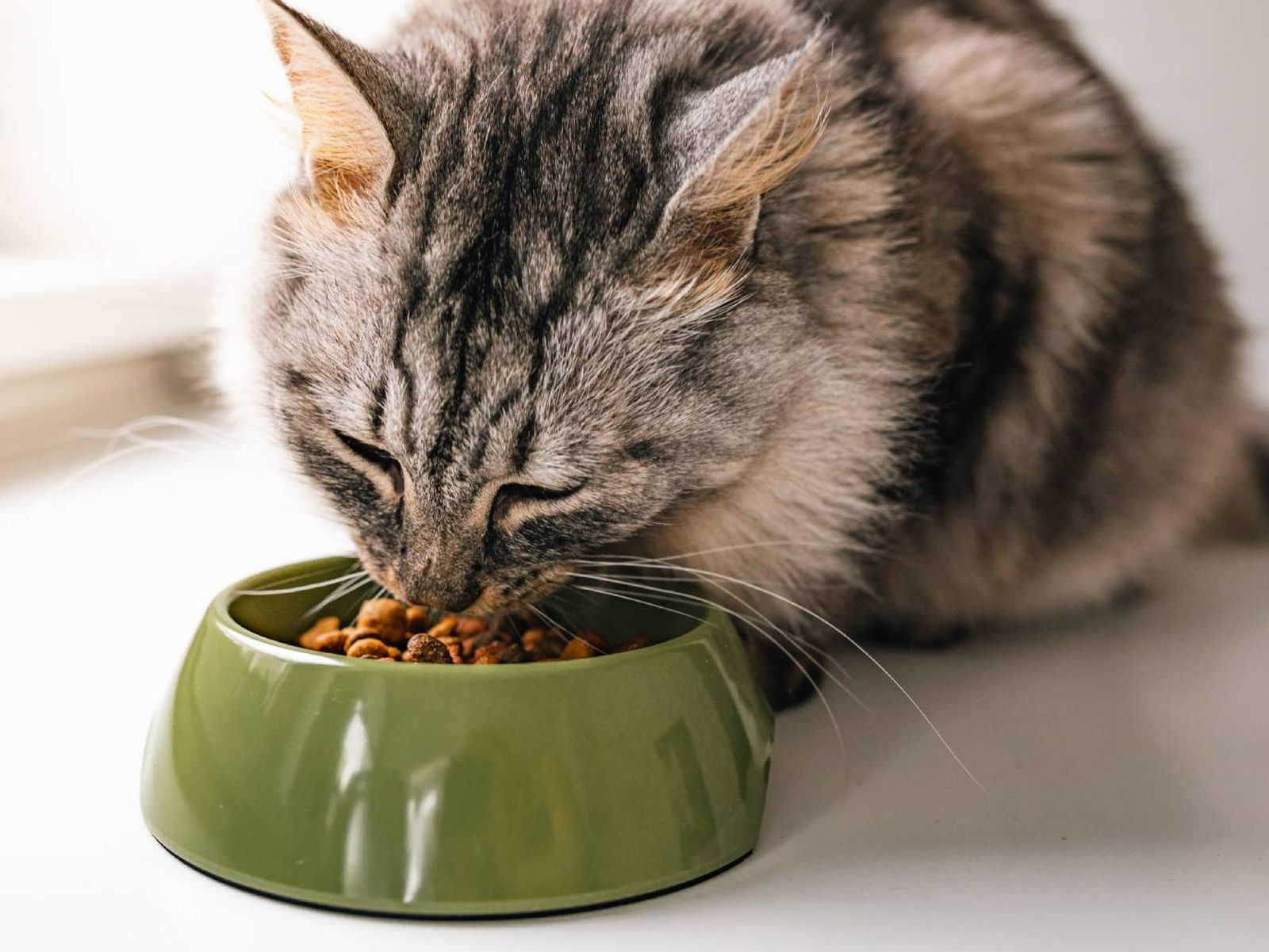 Cuando un gato utiliza un comedero profundo sus bigotes rozan los bordes.