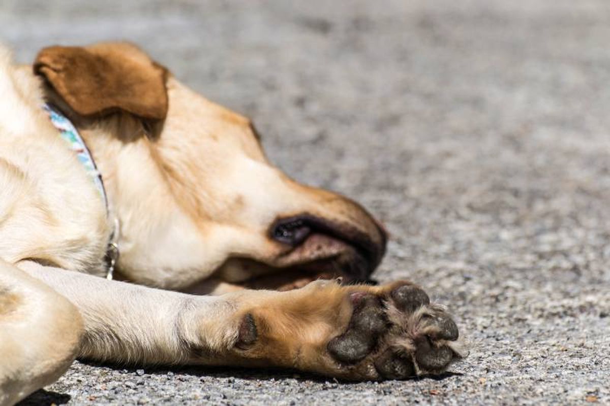 Las altas temperaturas calientan los suelos provocando heridas, quemaduras y llagas en las patitas