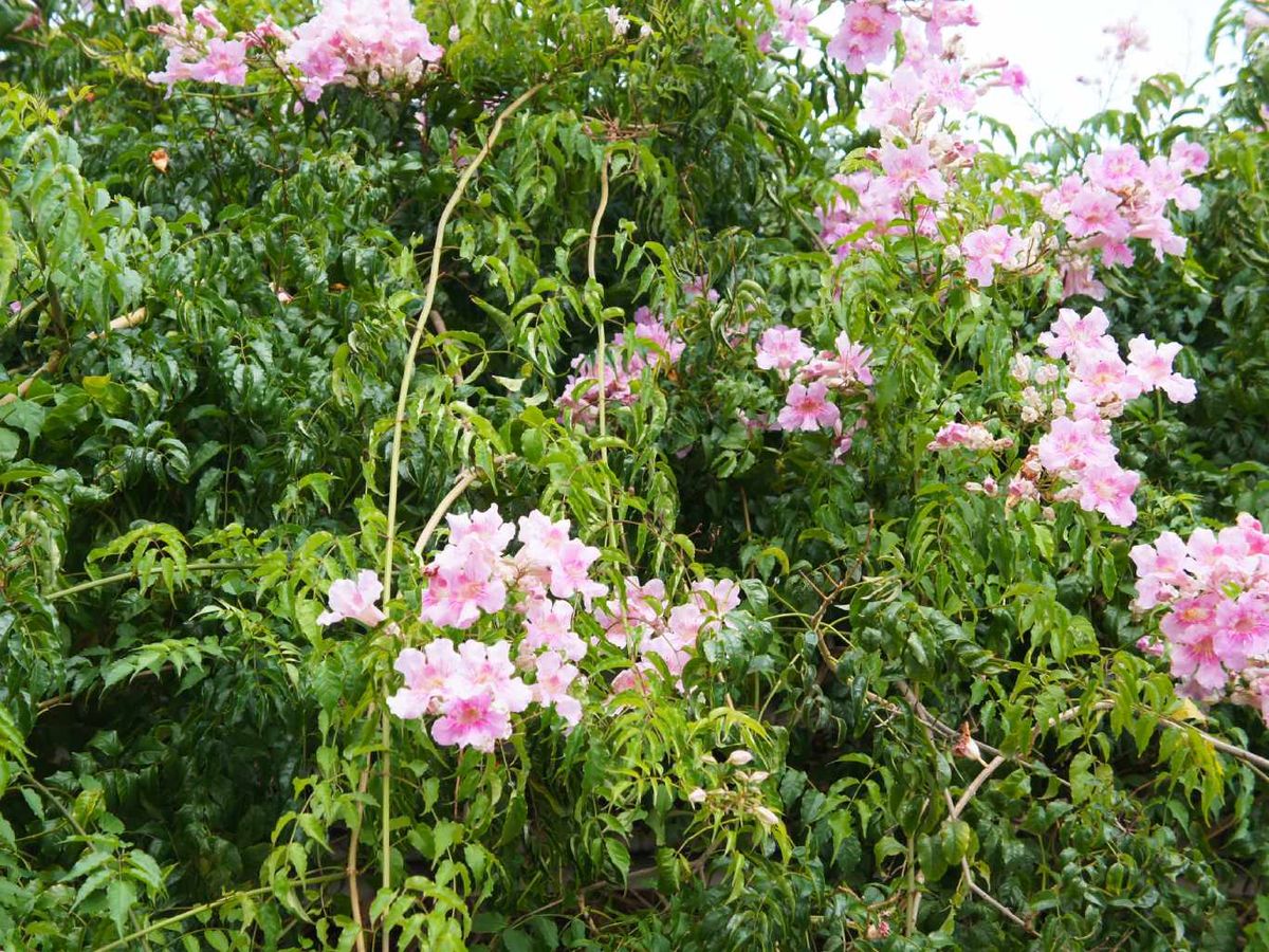 Es un arbusto trepador de rápido crecimiento.