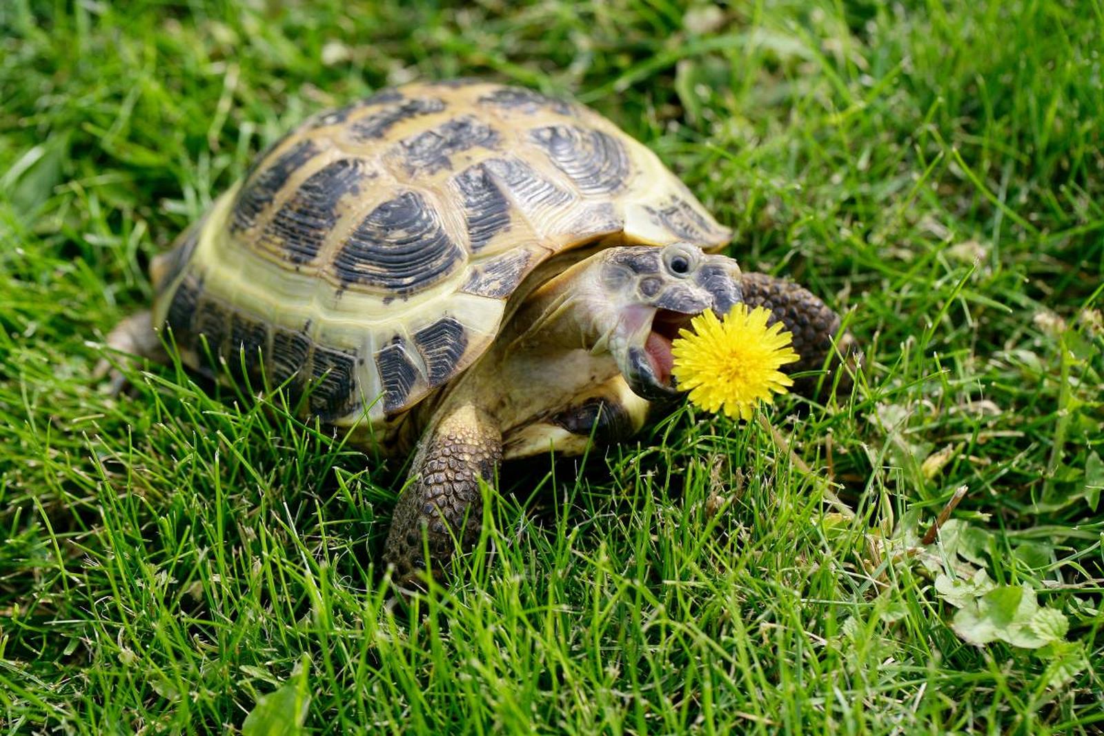 que comen las torugas alimentacion flores