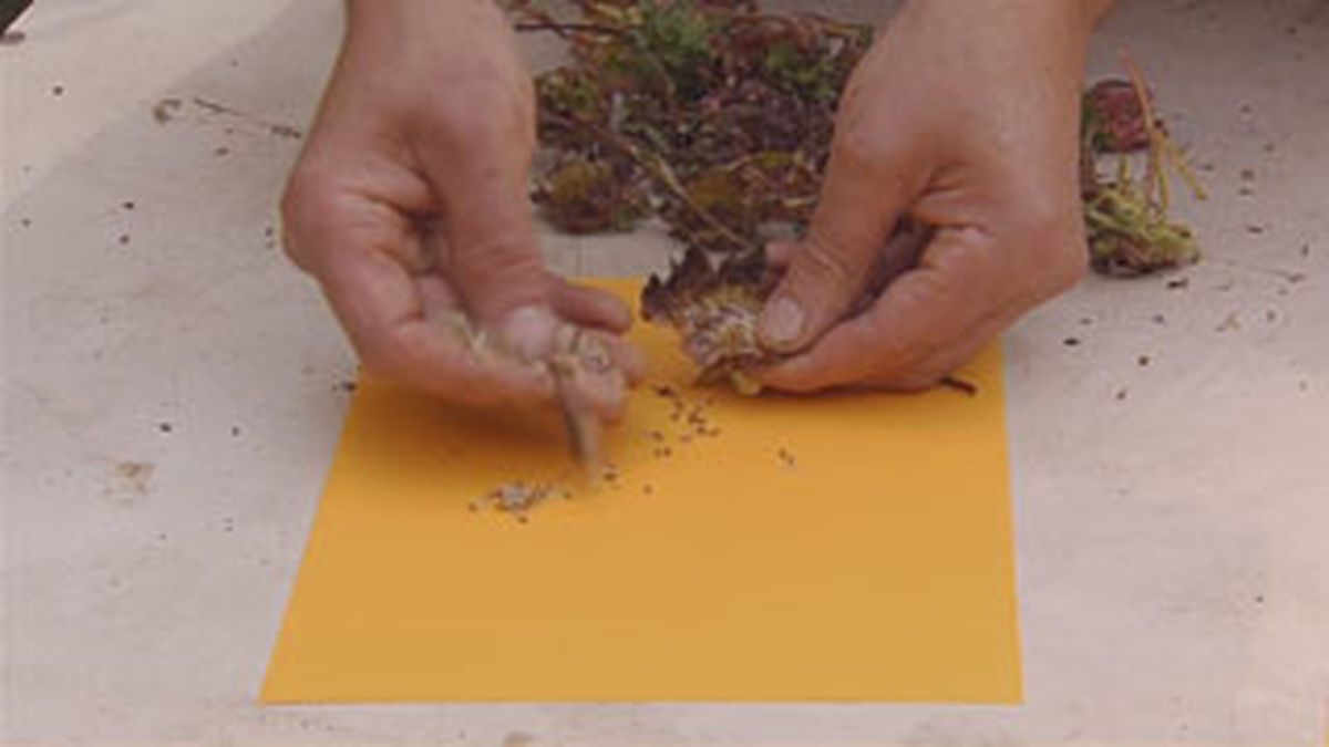 BRICO_JARDIN_883_Siembras con semillas otoñales paso 2