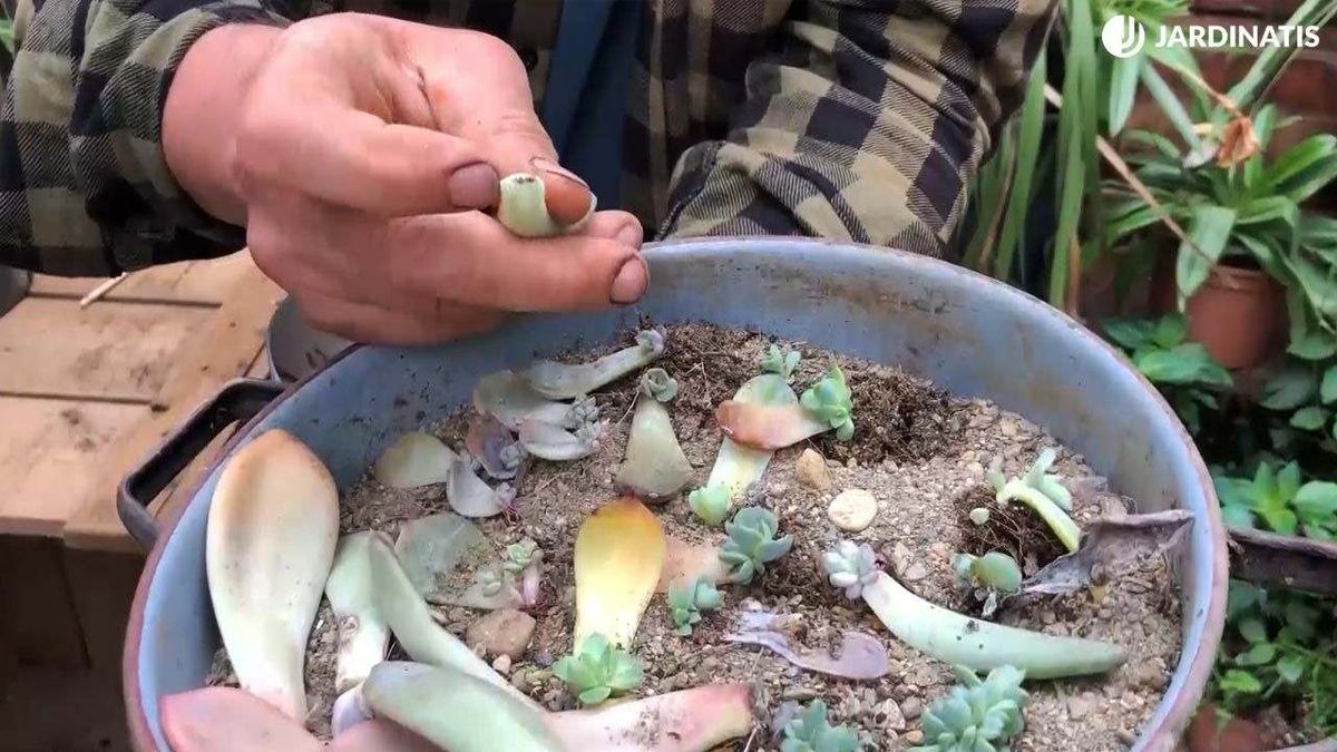 Reproducción de plantas crasas por esquejes de hoja