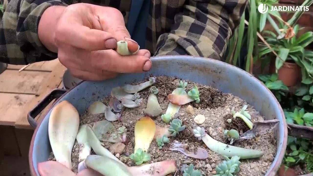 Reproducción de plantas crasas por esquejes de hoja