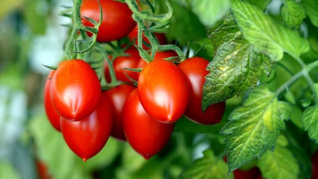 tomate roma