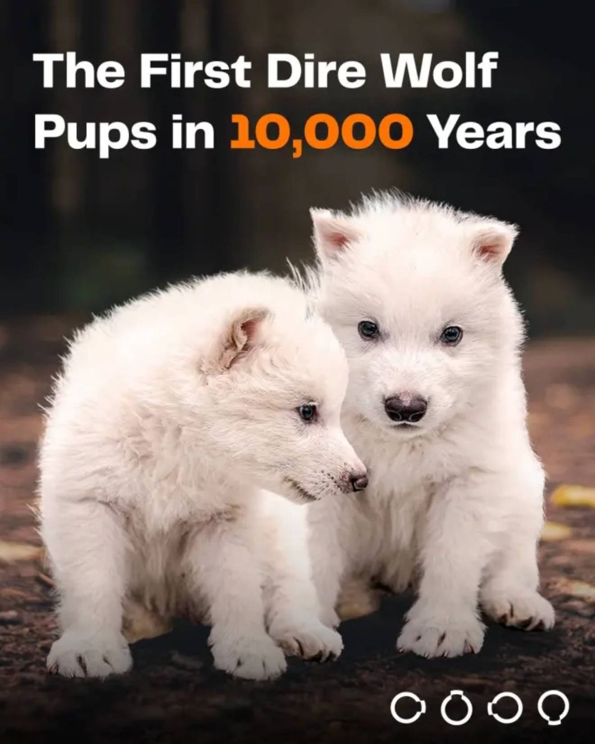 El lobo terrible se hizo famoso en todo el mundo gracias a la serie Game of Thrones.