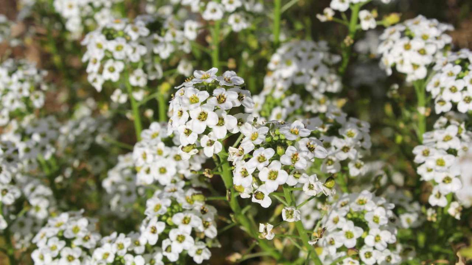 Lobularia maritima o aliso de mar