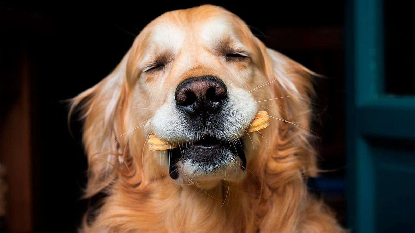 perro alergia gluten