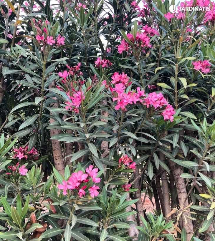 Planta adelfa