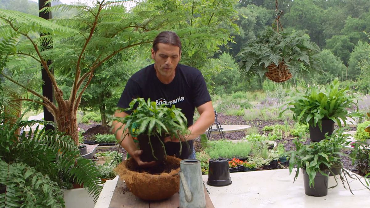 Bricomania 919 3 plantacion helechos colgantes helecho plantacion