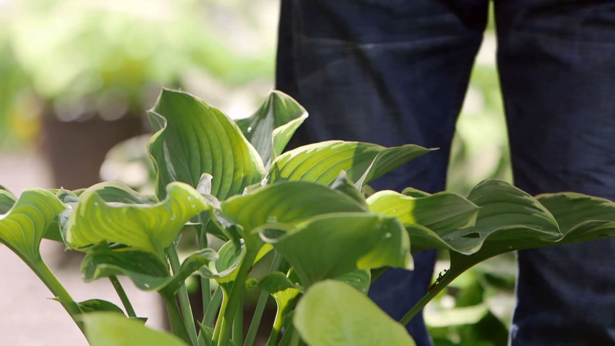 brico 0913 3 variedades hostas hermosas hosta ribete