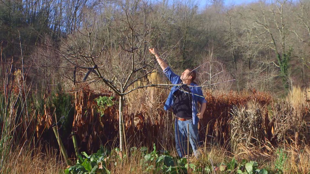 brico 983 3 conseguir manzano frutos paso4