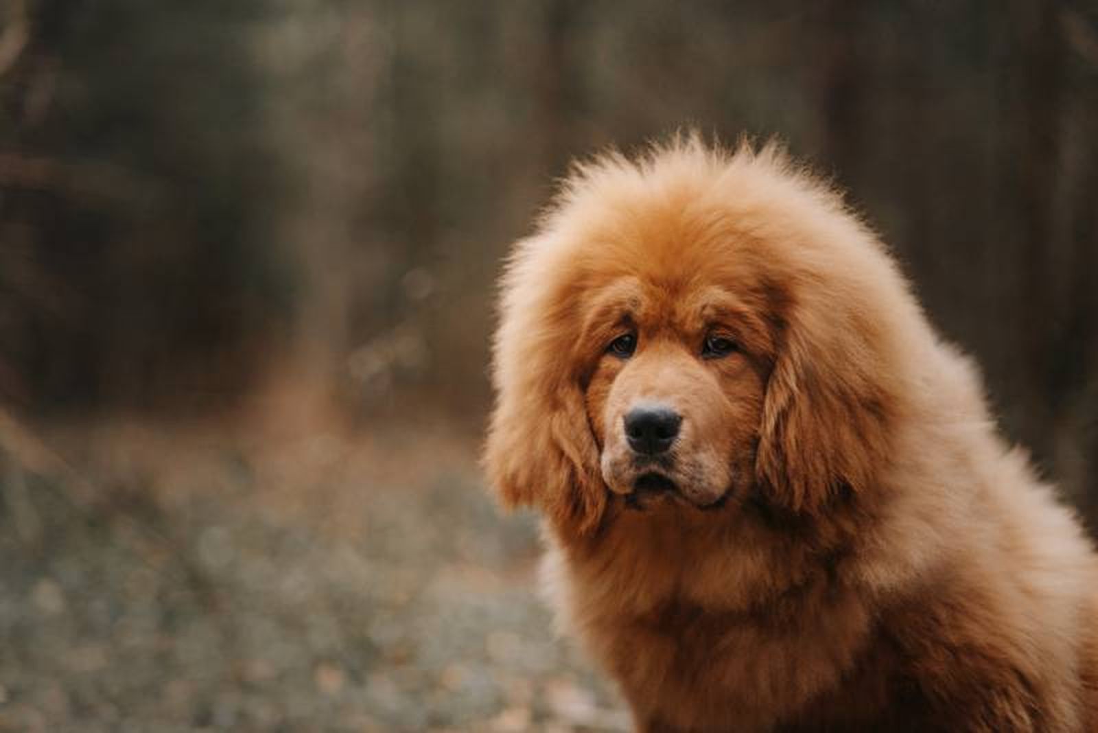 El dogo del Tíbet es un perro que se caracteriza por ser muy valiente