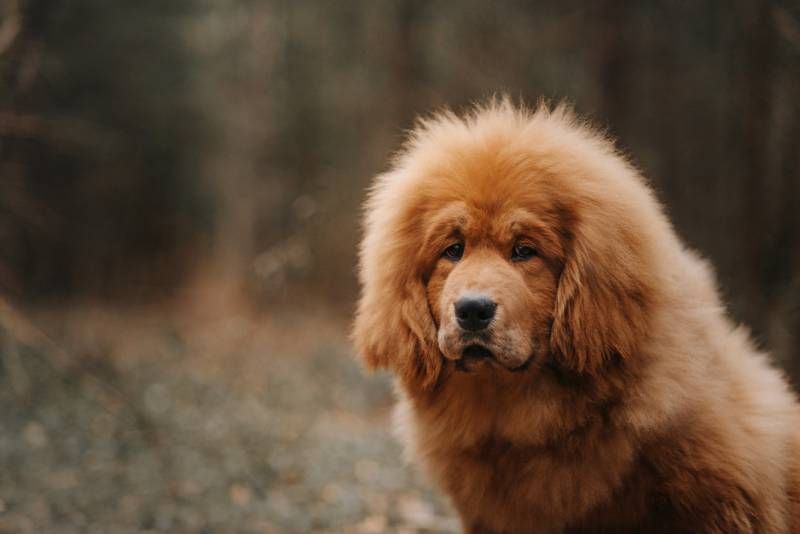 El dogo del Tíbet es un perro que se caracteriza por ser muy valiente