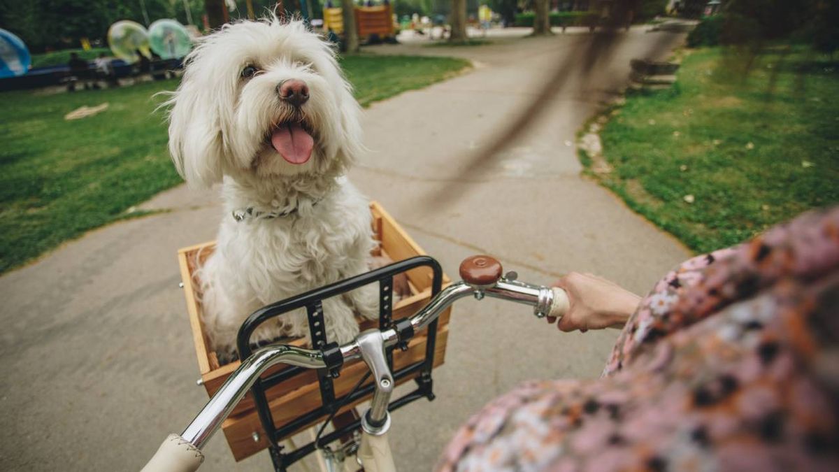 Si quieres llevar de paseo a tu perro en bicicleta debes tener en cuenta unas normas de seguridad.