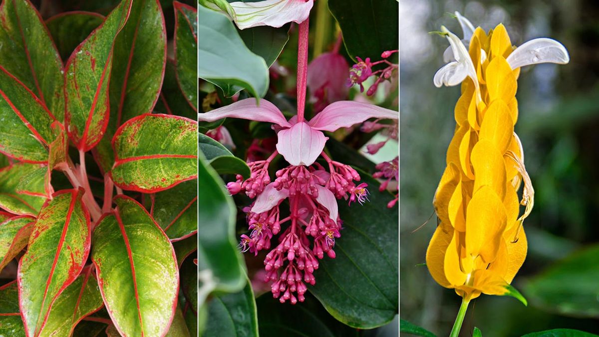 plantas poco conocidas para el hogar xl