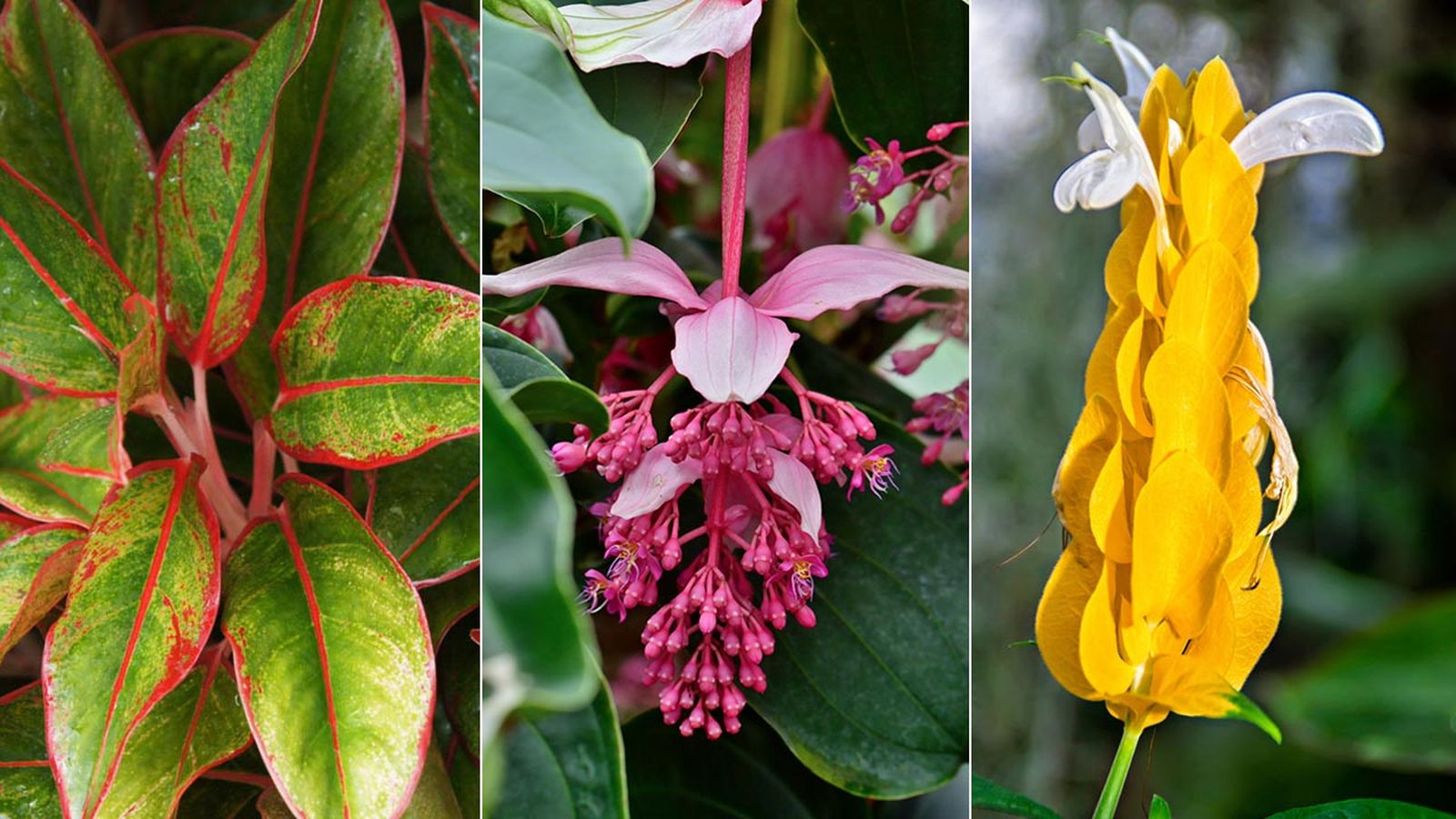 plantas poco conocidas para el hogar xl