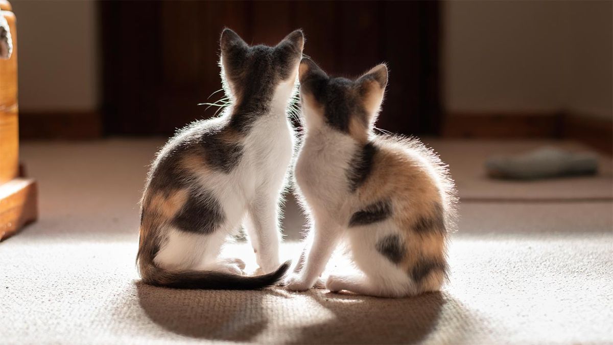 diferenciar gato macho hembra portada