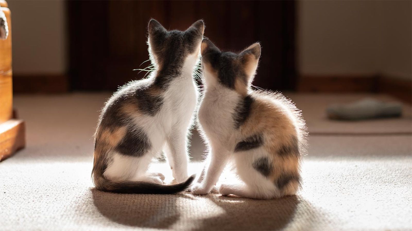 diferenciar gato macho hembra portada