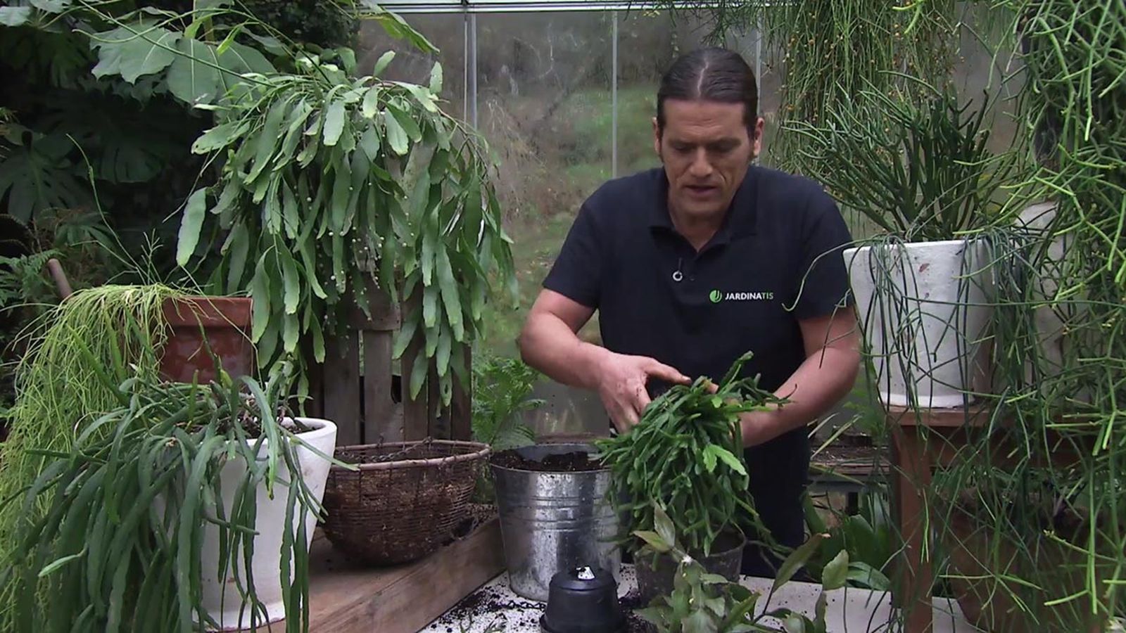 deco 765 jardin nuevas variedades de rhipsalis trasplante