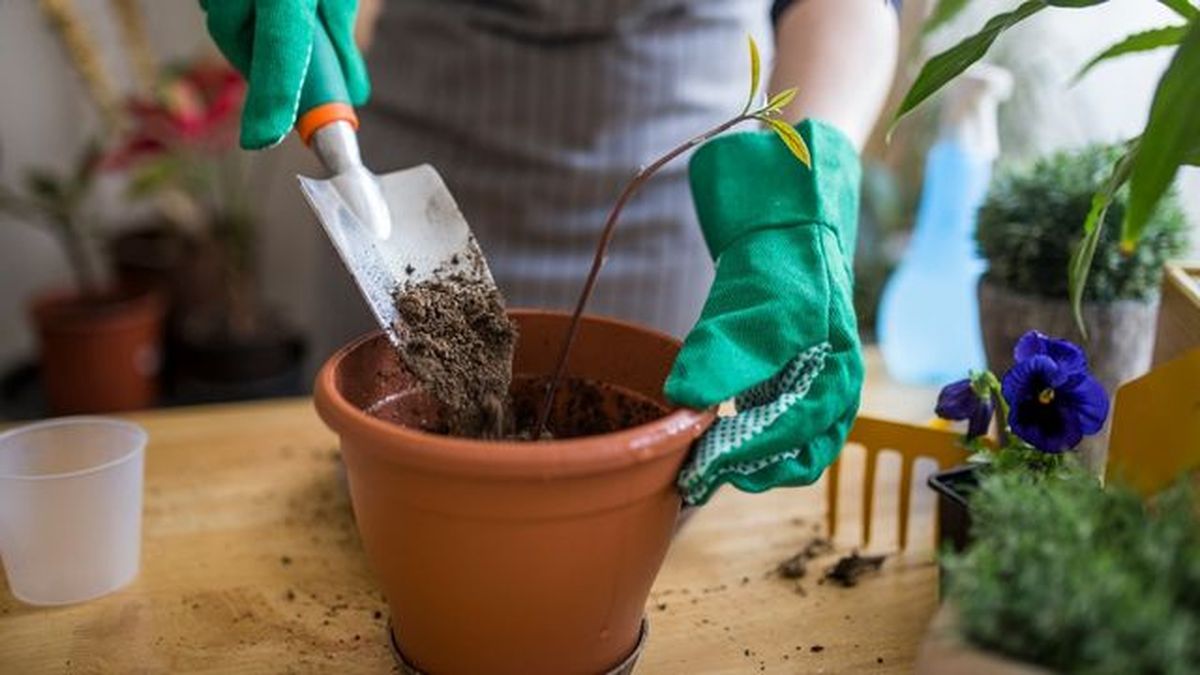 cultivo de aguacate en maceta