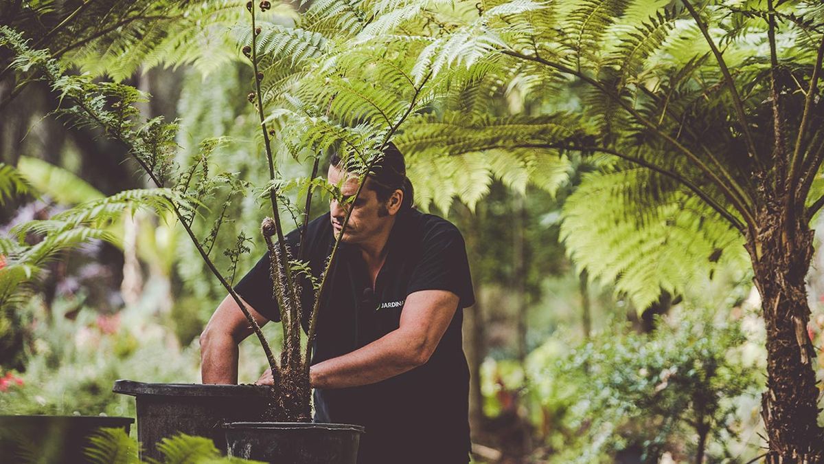 brico 1006 helecho arboreo programacion