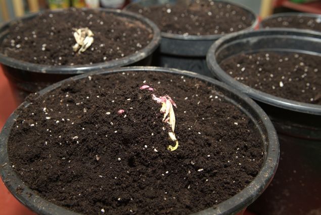 Plantaciondevivacespaso5