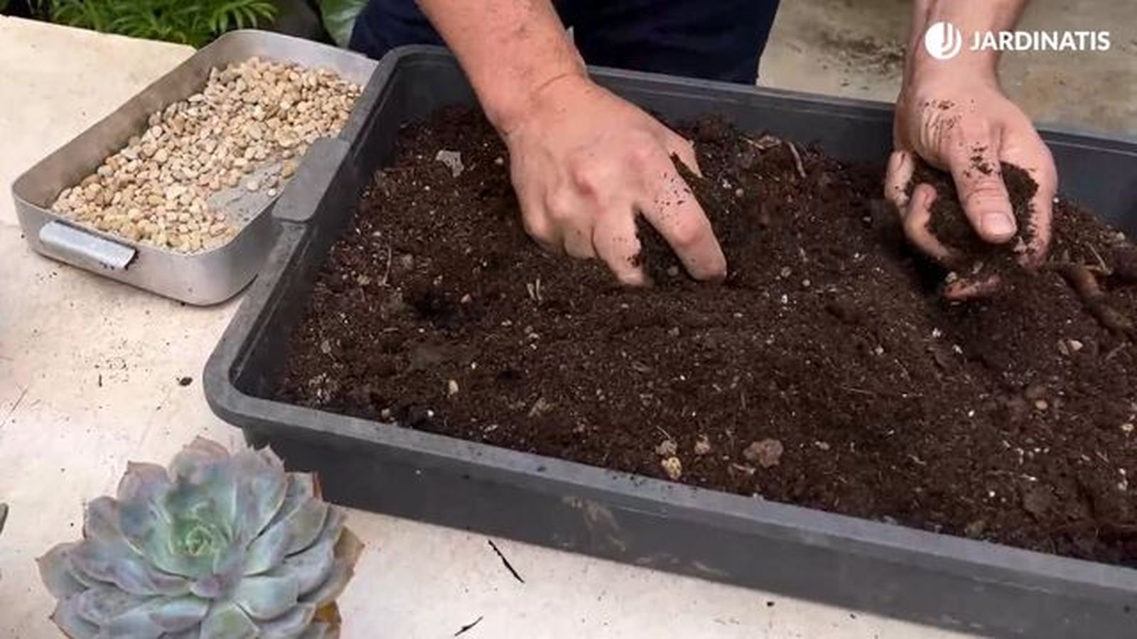 sustrato para las echeverias jardinatis 23 31