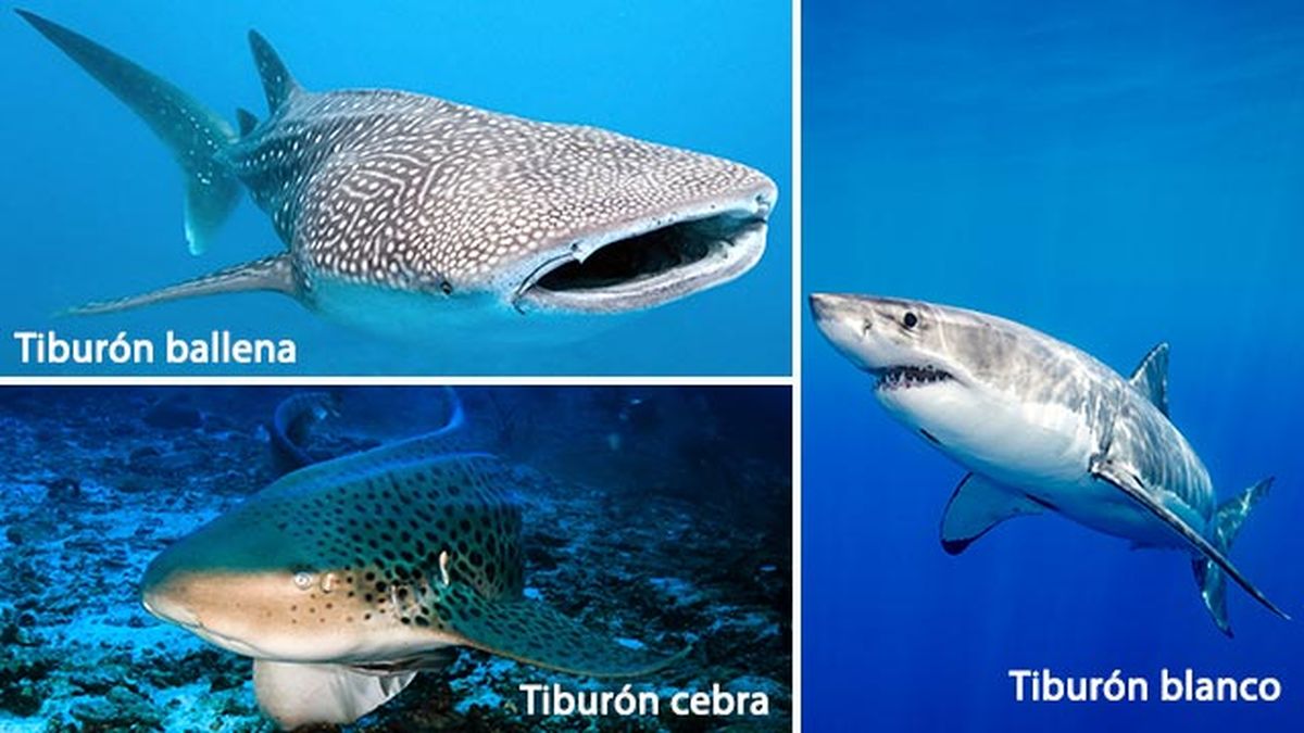 animales oceano peligro extincion tiburones