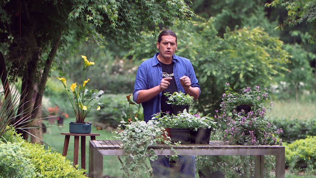 brico 0961 3 glecoma lamium inicio