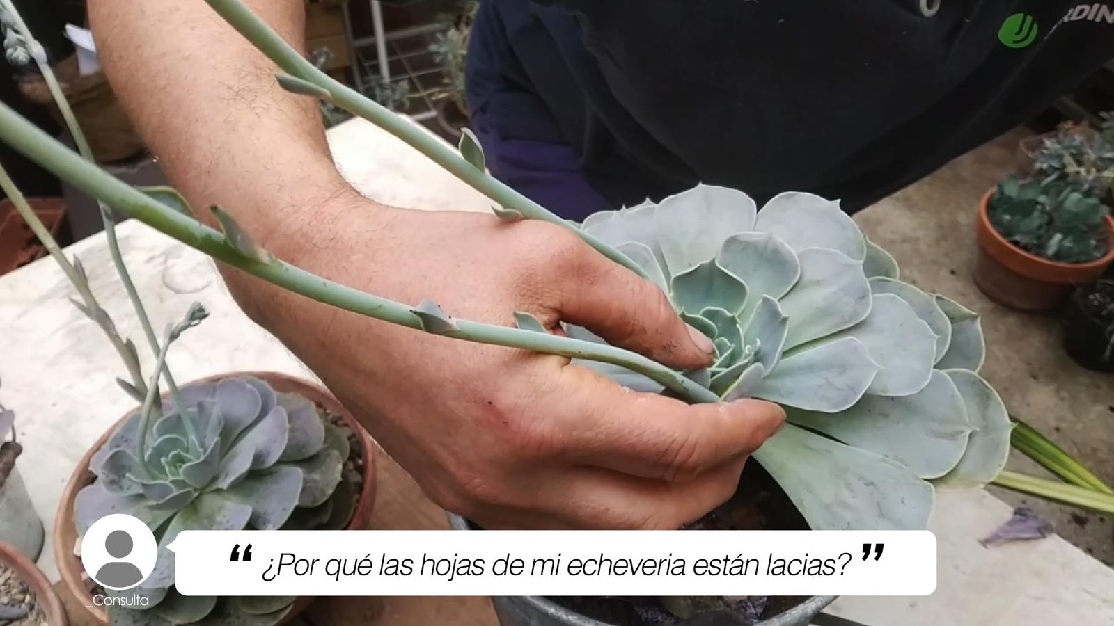 por que hojas de echeveria estan lacias