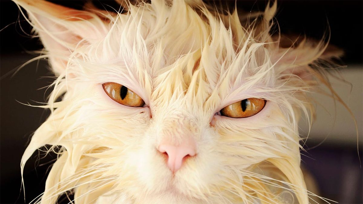10 fotos de gatos mojados